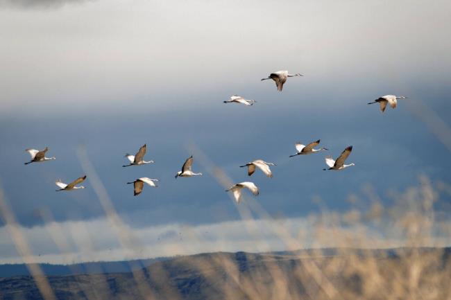 Sandhill cranes fly over the Lower Klamath Natio<em></em>nal Wildlife Refuge. Cranes are among the so-called "fully protected" species that would lose some protection under the California infrastructure deal. Photo by Jeff Barnard, AP Photo