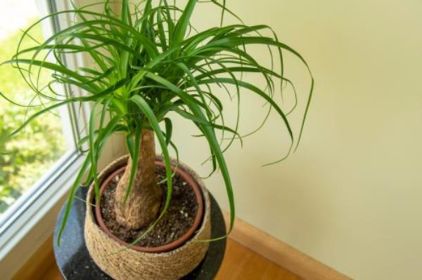 Looking down at a po<em></em>nytail palm houseplant in a pot in front of a window with pale yellow walls behind.