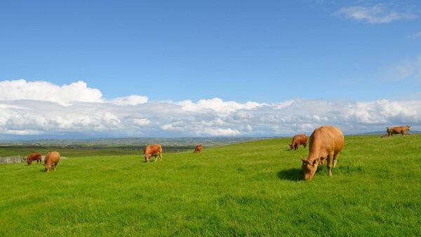 'Largest ever' 1m natio<em></em>nal campaign for Irish organics