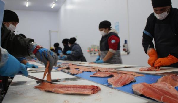 Parasites found in im<em></em>ported Norwegian salmon: Expert