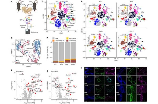 Mount Sinai researchers uncover how mammary glands co<em></em>ntrol overall energy balance and fat me<em></em>tabolism