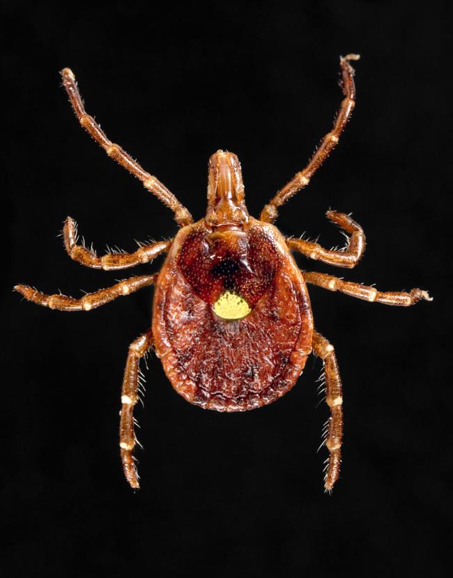 An undated photo provided by the Centers for Disease Co<em></em>ntrol and Prevention shows a lone star tick. As many as 450,000 Americans may be living with alpha-gal syndrome, a meat allergy that has been l<em></em>inked to tick bites, with many of those people going undiagnosed, according to two new studies from the Centers for Disease Co<em></em>ntrol and Prevention. (James Gathany, Centers for Disease Co<em></em>ntrol and Prevention via The New York Times)