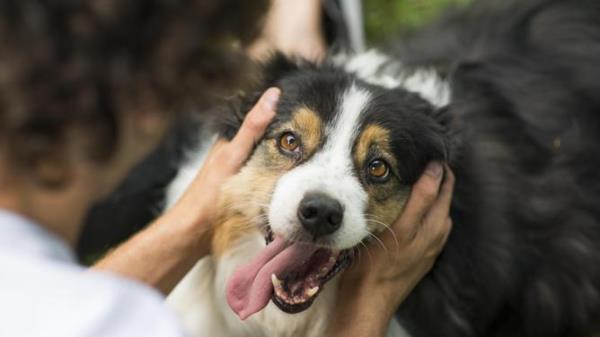 Cute playful miniature Australian Shepherd dog smiling happily as her ano<em></em>nymous owner pets and plays with her outdoors in summer.