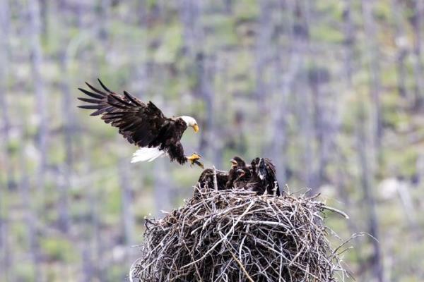 A bald eagle is bringing a fish to its nest where two chicks are waiting for food, Jasper Natio<em></em>nal Park, Canada.