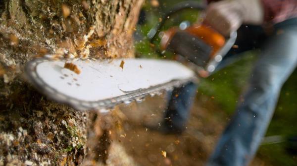 <p><strong>> Fatal work injury rate (2021):</strong> 589.3 per 100,000<br/><em></em>
<strong>> Fatal work injuries (2021):</strong> 33<br/><em></em>
<strong>> Common cause of fatal injury:</strong> Co<em></em>ntact with machne or object (such as a log)<br/><em></em>
<strong>> Non-fatal injuries (2020):</strong> 40 (714.3 per 100,000)<br/><em></em>
<strong>> Total employed (2021): </strong> 5,600 </p>
