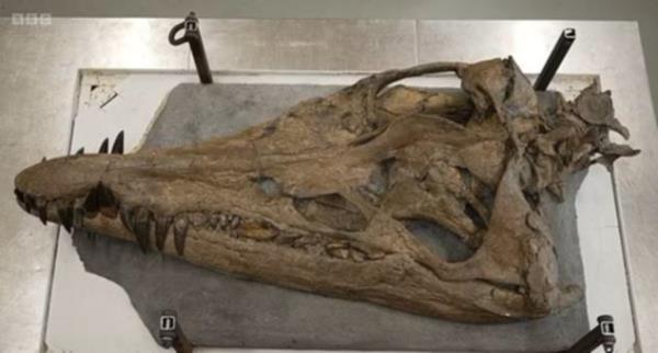Sir David Attenborough Pliosaur discovery: Gigantic skull of sea mo<em></em>nster is found on the cliffs of Dorset's Jurassic Coast.