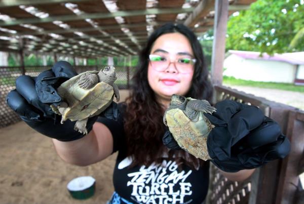 Tanjung Jara turtle co<em></em>nservation project manager Nur Isandra Shazlynn Shamsul Azmil showing two terrapin hatchlings.