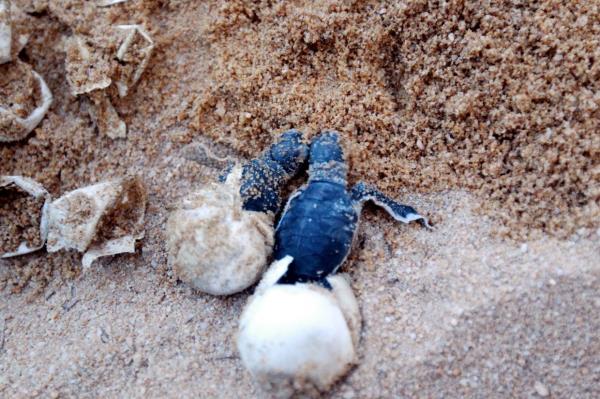 It is im<em></em>portant to preserve sea turtles to maintain a balance in marine lives because o<em></em>nly a<em></em>bout one in every 1,000 turtles survive to adulthood.