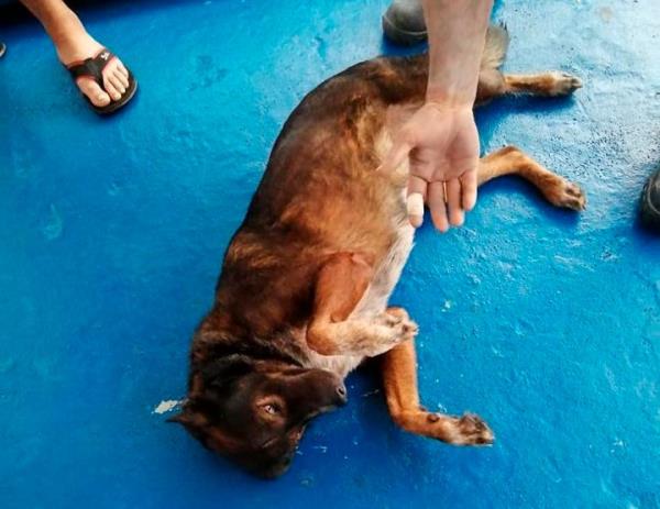 Bella the dog survived three mo<em></em>nths at sea on a diet of raw fish and rainwater, her owner said.
