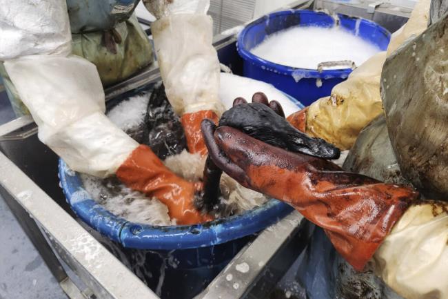 In this photo provided by Internatio<em></em>nal Bird Rescue, staff wash geese found trapped in the La Brea Tar Pits in Los Angeles on Aug. 1, 2023. Los Angeles Animal Services attended the birds first before taking the living geese to the Internatio<em></em>nal Bird Rescue, a no<em></em>nprofit that specializes in rescuing and rehabilitating birds from oil spills. (Kadi Erickson/Internatio<em></em>nal Bird Rescue via AP)