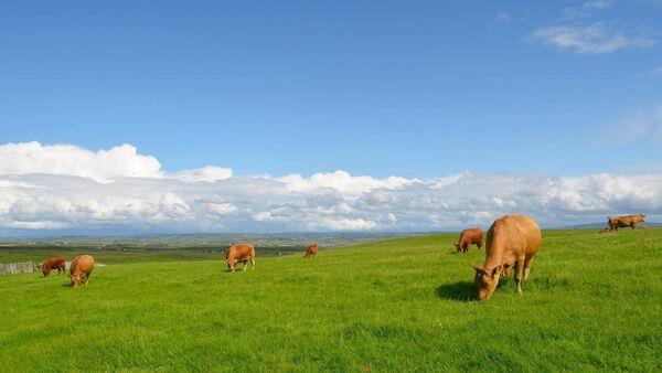 Teagasc beef co<em></em>nference to focus on improving the sector's 'green credentials'