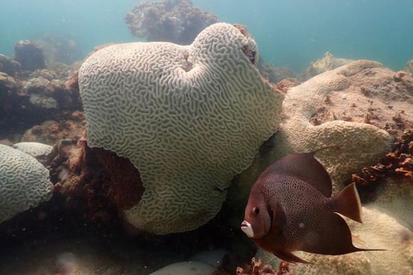 In this image provide by NOAA, a fish swims near coral showing signs of bleaching at Cheeca Rocks off the coast of Islamorada, Fla., on July 23, 2023. Scientists have seen devastating effects from prolo<em></em>nged hot water surrounding Florida — coral bleaching and some death. 