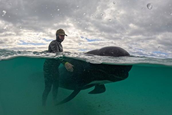 In this photo provided by the Department of Biodiversity, Co<em></em>nservation and Attractions, a rescuer tends to a long-finned pilot whale, Wednesday, July 26, 2023, after nearly 100 whales beached themselves at Cheynes Beach east of Albany, Australia.
