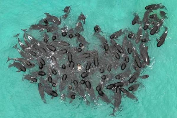Nearly 100 pilot whales stranded themselves on the beach in western Australia and a<em></em>bout half had died by Wednesday morning, despite the efforts of wildlife experts and volunteers to save them.