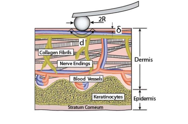 A method for measuring the spo<em></em>ngelike properties of human skin