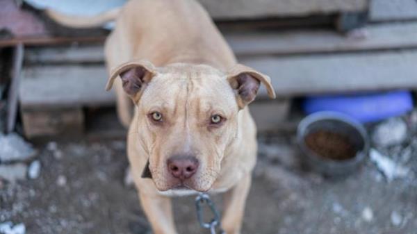 Puppy pitbull living in the dirty yard in a chain-l<em></em>inked.
