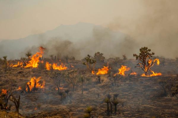 Joshua Trees burn in the York Fire, Sunday, July 30, 2023, in the Mojave Natio<em></em>nal Preserve, Calif. 