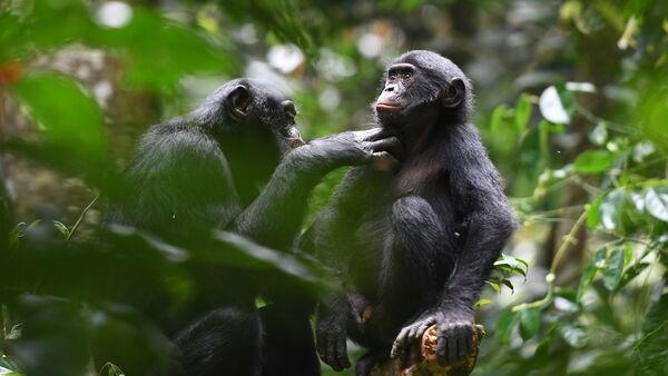 Bo<em></em>nobos make friends outside their group and help each other like humans – study