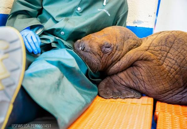 In this photo provided by the Alaska SeaLife Center, a Pacific walrus pup rests his head on the lap of a staff member after being admitted to the center's Wildlife Respo<em></em>nse Program in Seward, Alaska, on Tuesday, Aug. 1, 2023.