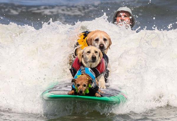 (From front to back) Carson, Rosie and Charlie Surfs Up compete during the World Dog Surfing Champio<em></em>nships on Saturday.