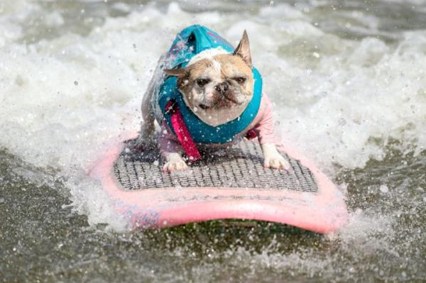 Cherie, a French bulldog, competes during the World Dog Surfing Champio<em></em>nships in Pacifica, California, on Saturday. The pup went on to win best solo surf the medium dog category.
