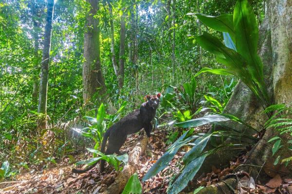 A black leopard (Panthera pardus) spotted in Royal Belum State Park, Malaysia. - Photos by Emmanuel Ro<em></em>ndeau / WWF-US