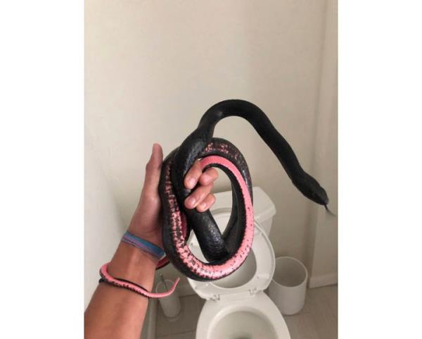 This photo provided by Phoenix-ba<em></em>sed Rattlesnake Solutions shows one of their employees holding a coachwhip snake found inside a toilet in a home in Tucson, Ariz. last month.
