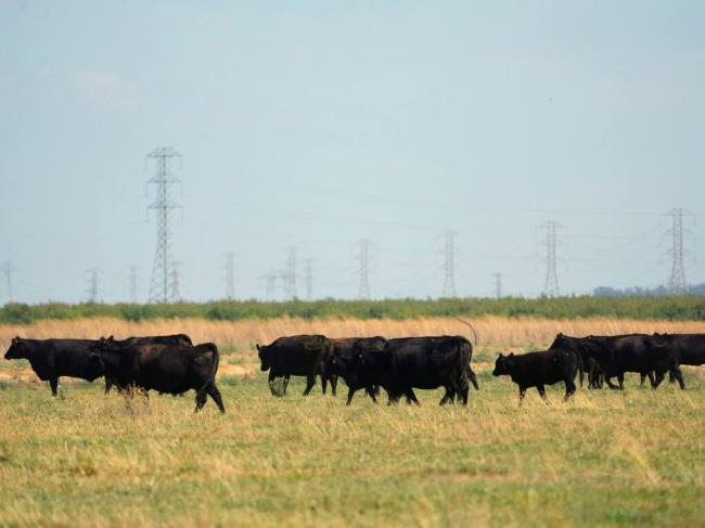Cows in an open field near Tavis Air Force ba<em></em>se in Solano County, Calif., on Aug. 24, 2023. A company called Flannery Associates has been purchasing large amounts of land in the area. (Jim Wilson/The New York Times)