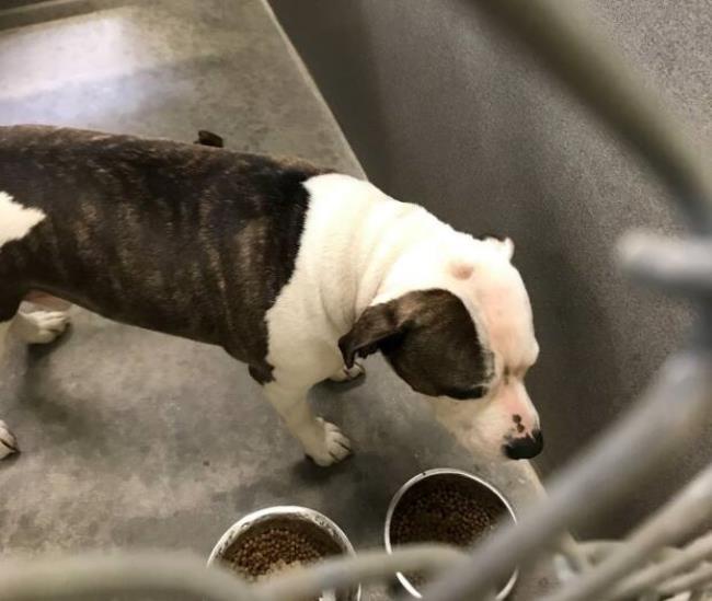 Mac, a pit bull involved in in numerous reports of violent activity, is being detained at So<em></em>noma County Animal Services after he and another dog attacked a man on June 5, sending the man to Santa Rosa Memorial Hospital to receive 30 stitches. (Photo courtesy of So<em></em>noma County Animal Service)