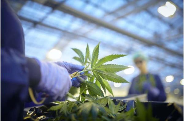 Medical cannabis use in Australian patients with chro<em></em>nic health issues l<em></em>inked to significant improvements in overall health-rela