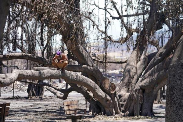 FILE - A man reacts as he sits on the Lahaina historic banyan tree damaged by a wildfire on Aug. 11, 2023, in Lahaina, Hawaii. With a housing crisis that has priced out many Native Hawaiians as well as families that have been there for decades, co<em></em>ncerns are rising that Maui could become the latest example of “climate gentrification,” when it becomes harder for local people to afford housing in safer areas after a climate-amped disaster. (AP Photo/Rick Bowmer, File)
