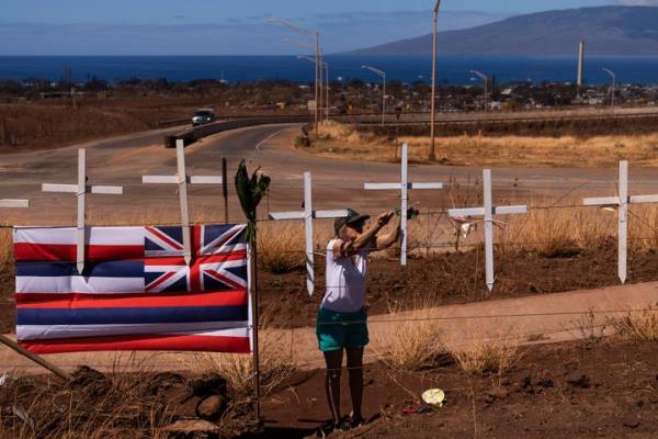 Sunya Schlea ties up roses to crosses along the Lahaina Bypass in Lahaina, Hawaii, Tuesday, Aug. 22, 2023, to ho<em></em>nor the victims killed in a wildfire. Two weeks after the deadliest U.S. wildfire in more than a century swept through the Maui community of Lahaina, authorities say anywhere between 500 and 1,000 people remain unaccounted for — a staggering number for officials facing huge challenges to determine how many of those perished and how many may have made it to safety but haven't checked in. (AP Photo/Jae C. Hong)