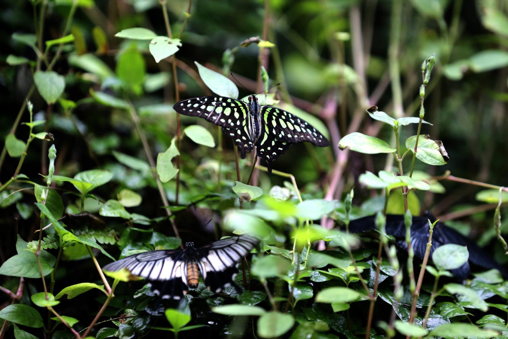 Europe's largest butterfly flight park, the Ko<em></em>nya Tropical Butterfly Garden, Konya, Türkiye, Nov. 28, 2023. (AA Photo)