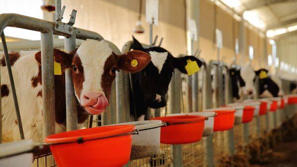 Pneumo<em></em>nia was calling last weekend- How to prevent mid housing season