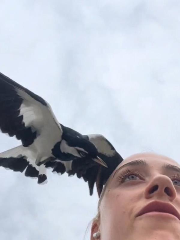 An Aussie influencer has captured the moment a magpie swooped on her during a <em></em>'hot girl walk<em></em>', leaving her traumatised. Picture: TikTok