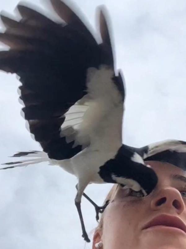 An Aussie influencer has captured the moment a magpie swooped on her during a <em></em>'hot girl walk<em></em>', leaving her traumatised. Picture: TikTok