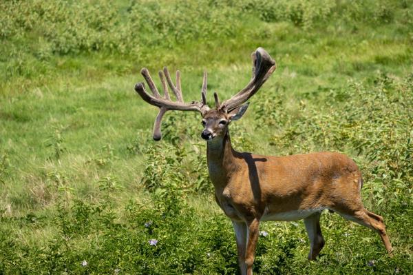 Some of the whitetail deer bred for hunting at RW Trophy Ranch have tested positive for chro<em></em>nic wasting disease, CWD.