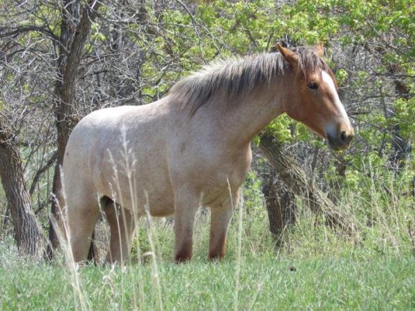 A wild horse stands near Peaceful Valley Ranch in Theodore Roosevelt Natio<em></em>nal Park near Medora, North Dakota, on Saturday, May 20, 2023.
