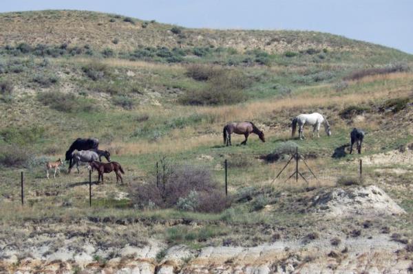 Wild horses graze on a hillside by the boundary fence of Theodore Roosevelt Natio<em></em>nal Park near Medora, North Dakota, on Saturday, May 20, 2023. 