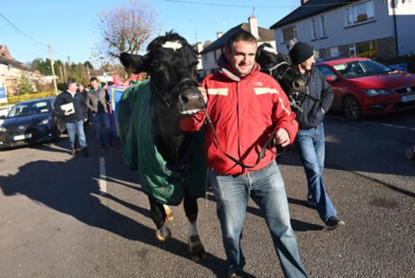  Dairy farmers Do<em></em>nal Sweeney and Nigel Bryan lead two cows on the march through Carrigaline. Picture: Larry Cummins