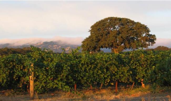 圣罗莎一名男子被控用石头杀害父亲