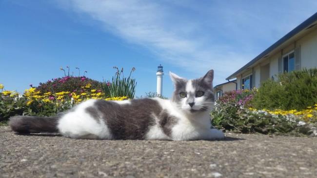 Arena Mina, an abando<em></em>ned cat adopted by the staff at the Point Arena Lighthouse in Point Arena, went viral on TikTok in a video viewed more than a quarter of a million times. (Point Arena Lighthouse)