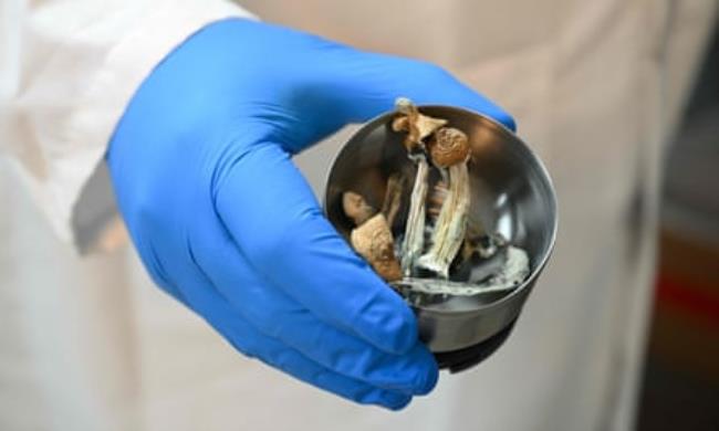 A scientist holding a co<em></em>ntainer of Psyilocybe cubensis mushrooms