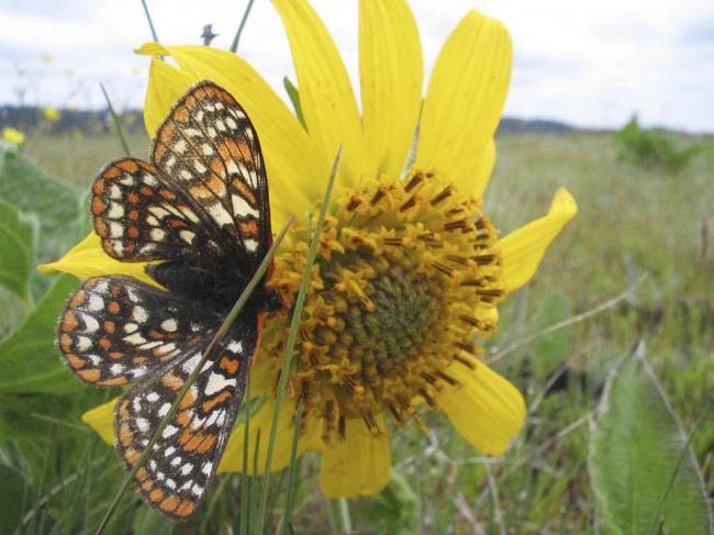 A Taylor's Checkerspot butterfly, an endangered butterfly native to the Pacific Northwest. A sweeping legal settlement approved this week means the EPA must co<em></em>nsider the effects on imperiled species when it e<em></em>valuates pesticides and take steps to protect them. (U.S. Fish and Wildlife Service)