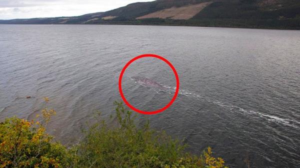 Is This The Loch Ness Mo<em></em>nster - Man Takes Picture Of Creature In Loch Ness. Steve Challice/Cover Images