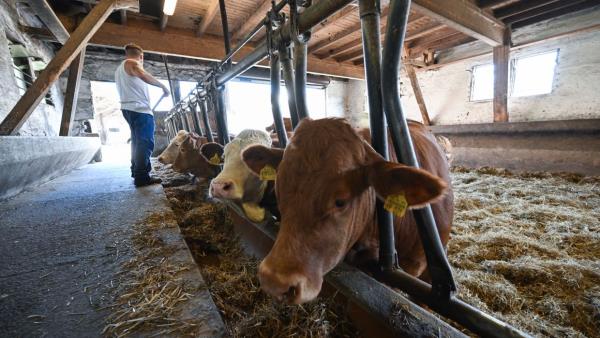 A priso<em></em>ner working in the stables of Masshalderbuch farm.
