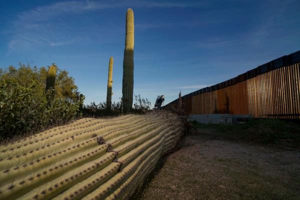A dead cactus lies near the U.S.-Mexico border wall in Organ Pipe Cactus Natio<em></em>nal Mo<em></em>nument on Feb. 13, 2020. 
